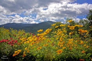 Stowe, VT - Meadow of Color and Worcester Ridge Mountains